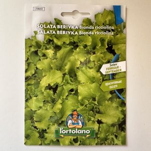 Solata berivka Bionda riccolina