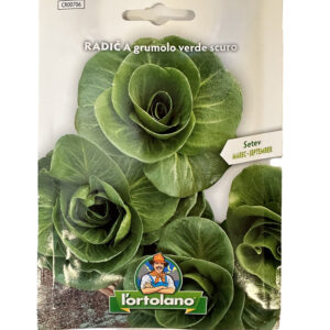 Radič A grumolo verde scuro